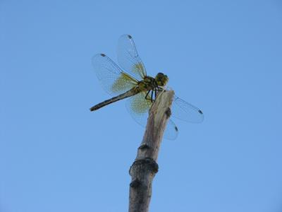 Dragonfly (2)